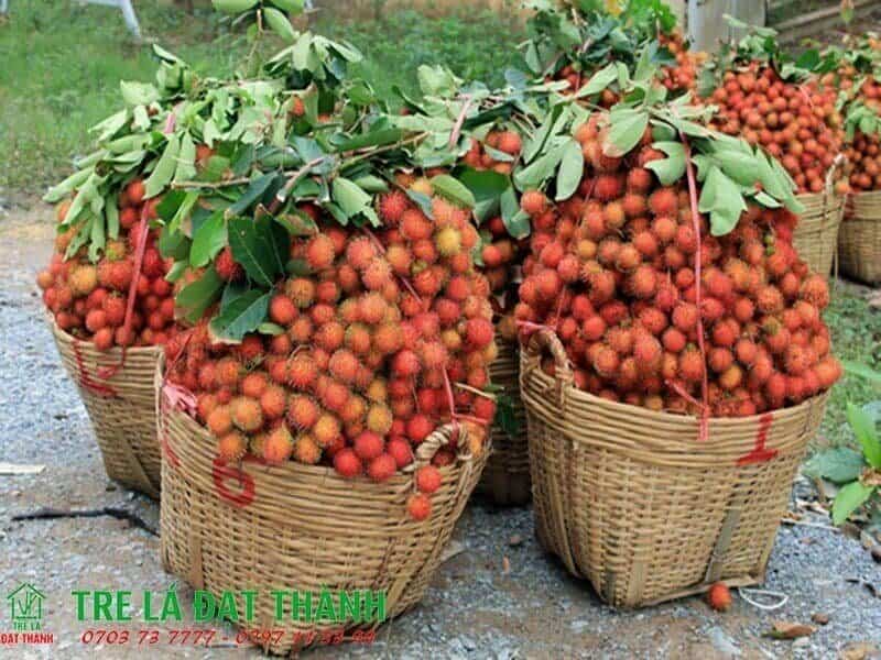 cần x&eacute; tre đựng tr&aacute;i c&acirc;y