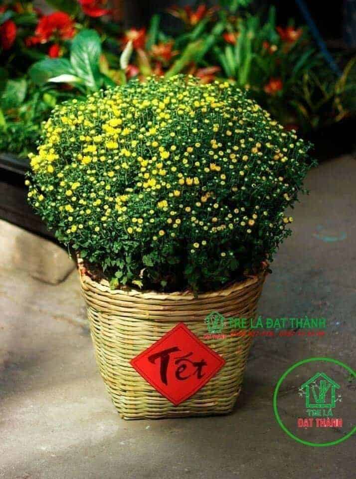 cần x&eacute; tre trang tr&iacute;
