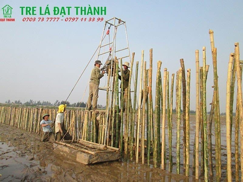 cọc tre xây dựng cọc tre xây dựng