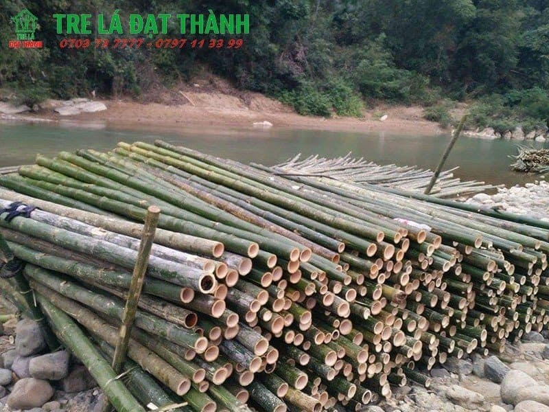 cọc tre cọc tre