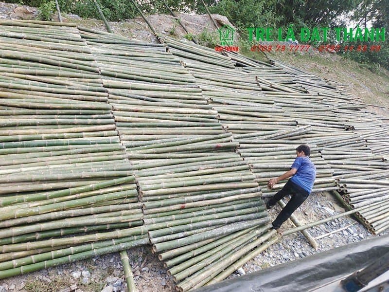 giá cọc tre giá cọc tre