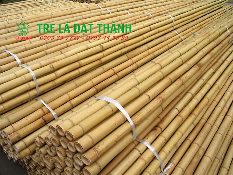 bán cây trúc khô bán cây trúc khô