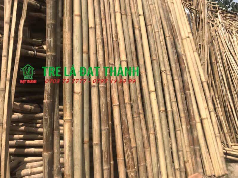 cây tre khô cây tre khô