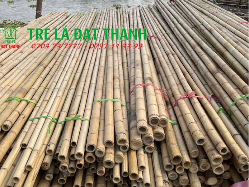 cây trúc khô cây trúc khô