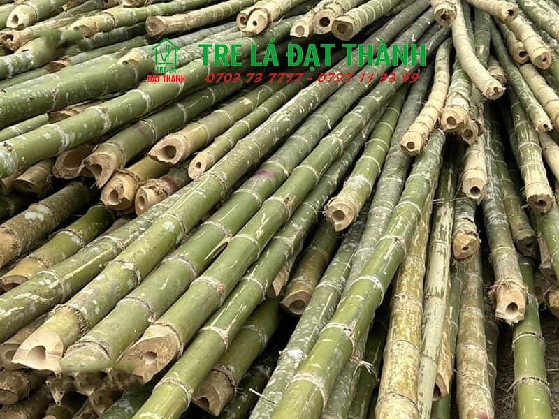địa điểm bán cây tre khô địa điểm bán cây tre khô