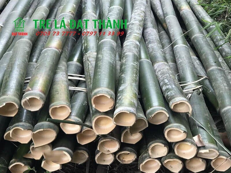 mua cây tre khô mua cây tre khô