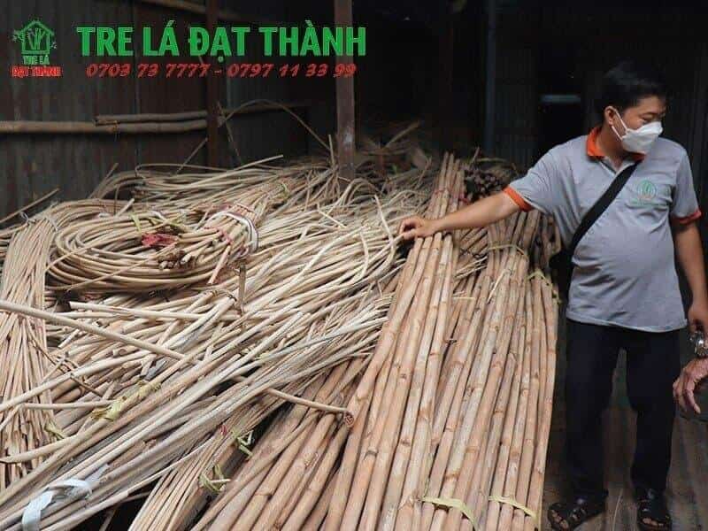mua cây trúc ở đâu TPHCM mua cây trúc ở đâu TPHCM