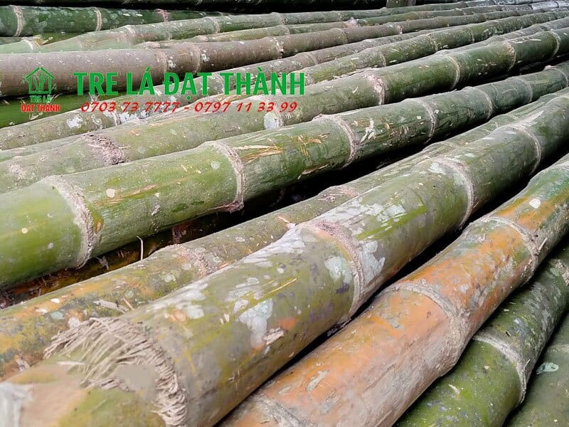 tre khô trang trí tre khô trang trí