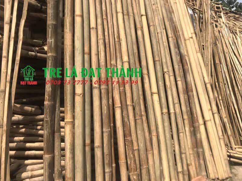 trúc khô trúc khô