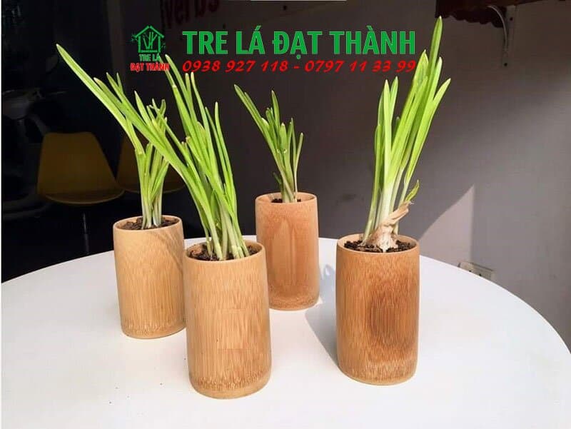 ống tre