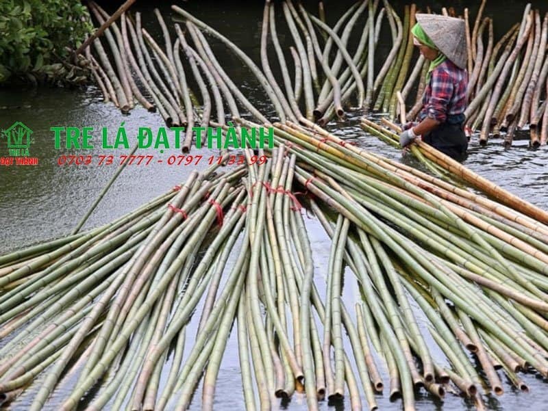 cách ngâm tre chống mối mọt cách ngâm tre chống mối mọt