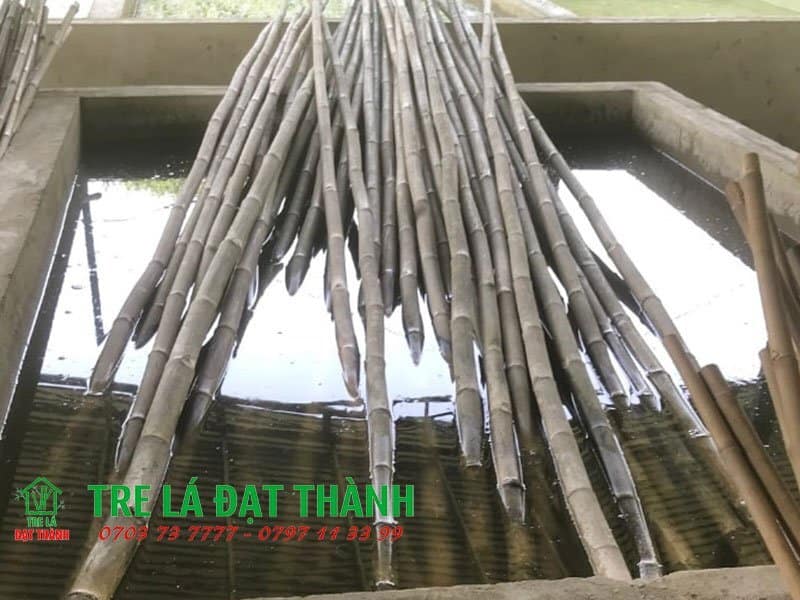 cách xử lý tre tươi không bị mối mọt cách xử lý tre tươi không bị mối mọt
