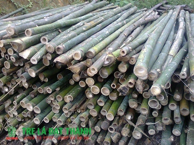 Cọc Tre